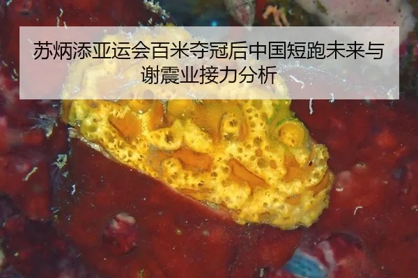 苏炳添亚运会百米夺冠后中国短跑未来与谢震业接力分析